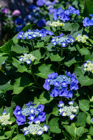 Blue hydrangea flowers blooming in the garden in summerの写真素材