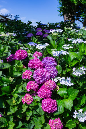Beautiful hydrangea flowers during the rainy season.の写真素材