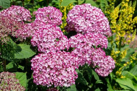 Pink hydrangea flowers in the garden on a summer day