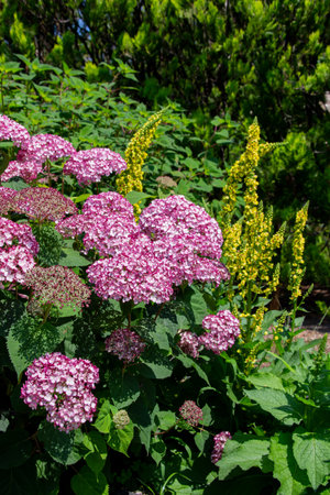 Pink hydrangea flowers in the garden in the summer.の写真素材