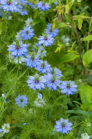 Nigella damascena, nigella damascena, blue flowerの写真素材