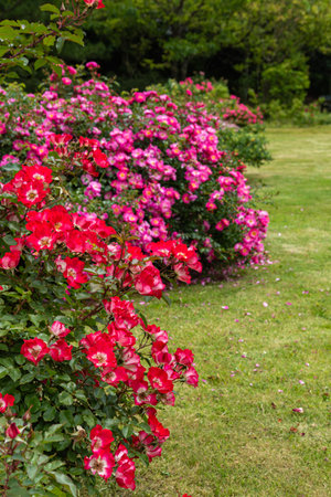 Beautiful red rose bush in the garden with green grass and flowersの写真素材