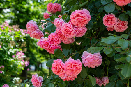 Beautiful pink roses in the garden on a sunny summer day.の写真素材