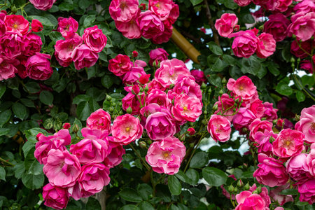 Pink roses in the garden on a sunny summer day. Selective focus.の写真素材
