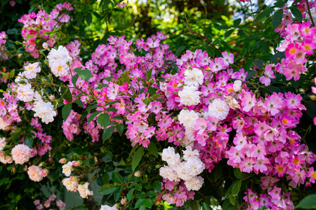 Pink and white rose bush blooming in the garden in summer.の写真素材