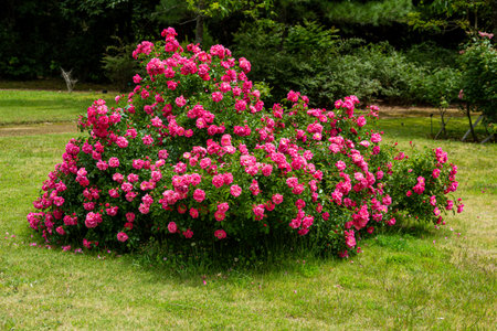 Bush of pink roses on a green meadow in the garden.の写真素材