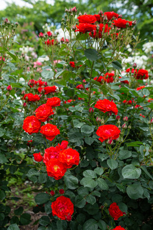 Beautiful red roses in the garden. Selective focus. Nature.の写真素材