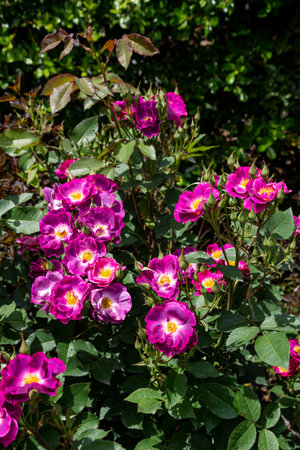 Beautiful pink rose flowers in the garden on a sunny summer dayの写真素材