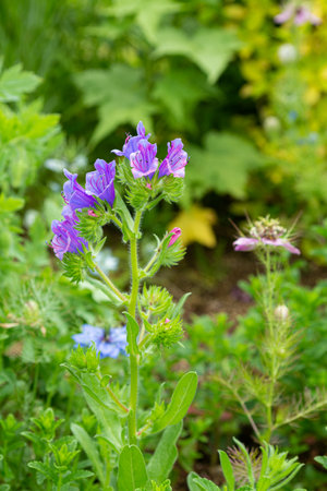 Echium vulgare plant in the garden with blue flowersの写真素材
