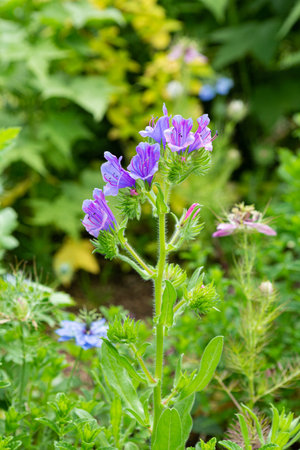 Echium vulgare, wild blue flower in the gardenの写真素材