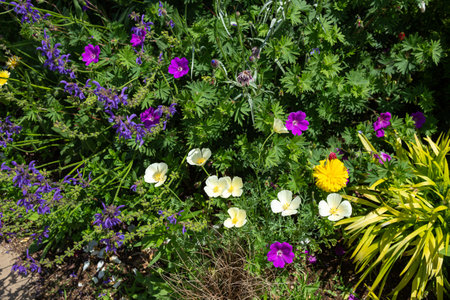 Flowerbed with colorful spring flowers in a sunny summer garden.の写真素材