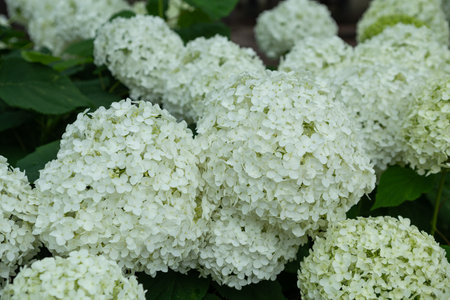 Annabelle hydrangea flower blooming white flowers in the garden.ã€€