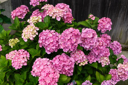 Pink hydrangea flowers in full bloom in a garden.の写真素材