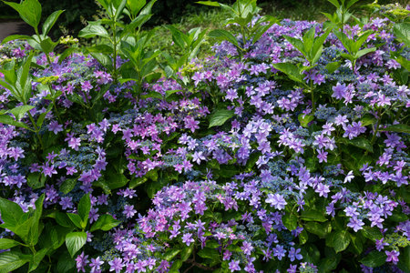 Beautiful hydrangea dance party flowers blooming in early summer garden.の写真素材