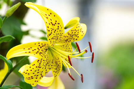 Beautiful and neat yellow lily flower blooming in the shade of a summer tree.の写真素材