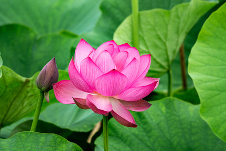 Pink lotus flower blooming in the pond with green leaf backgroundの素材 [FY310208022837]