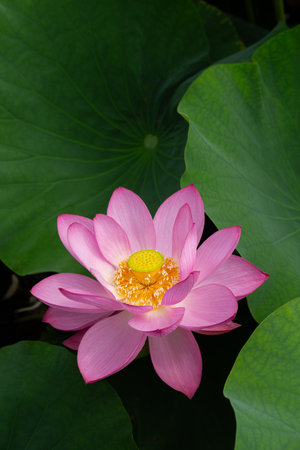 Lotus flower and Lotus flower plants in the pond. The beauty of the lotus flower.の写真素材