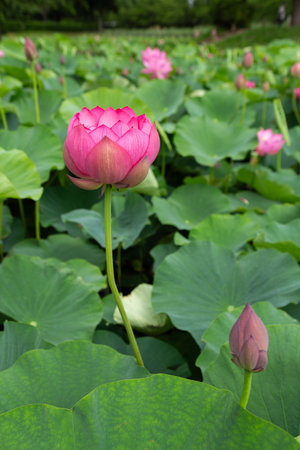 Lotus flower and Lotus flower plants in the pond. Beautiful lotus flower.の写真素材
