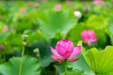 Pink lotus flower blooming in the pond with green leaf backgroundの写真素材