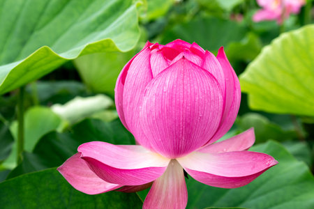 Pink lotus flower blooming in the pond with green leaf backgroundの写真素材
