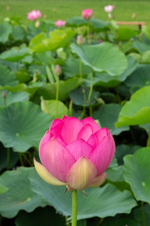 Closeup of beautiful ancient lotus flowers blooming in the early morning pond.の写真素材