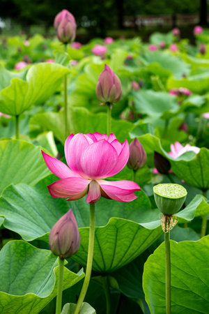 Lotus flower and Lotus flower plants in the pond. Pink lotus flower.の写真素材