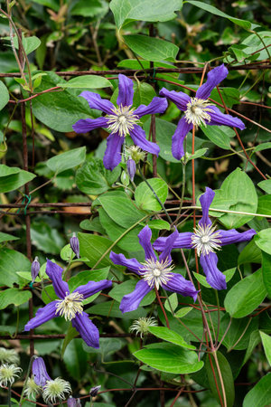 Blue-purple clematis flowers blooming in early summer.の写真素材