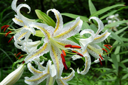 Beautiful gold banded lily blooming in the forest.の写真素材