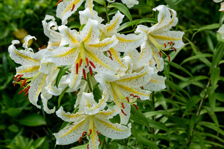 Beautiful gold banded lily blooming in the forest.の写真素材