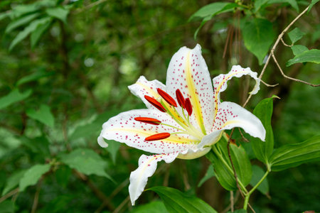 Beautiful gold banded lily blooming in the forest.の写真素材