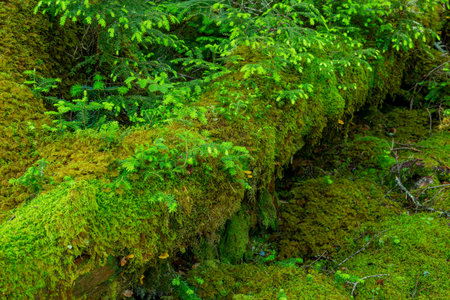 Beautiful Japanese highland forest moss scenery.の写真素材