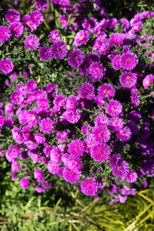 Pink aster flowers in full bloom in the autumn garden.の写真素材