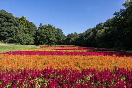 Beautiful celosia field in the forest.