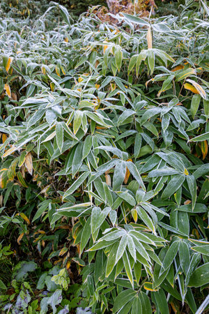The sight of frost falling on the Kuma bamboo grass on the plateau in autumn.の写真素材