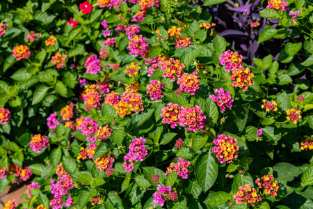 Lantana flowers blooming in abundance in the garden.の写真素材