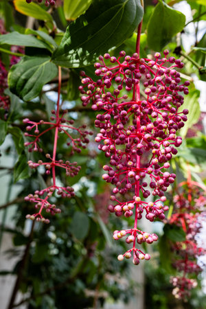 Clustered fruits of the tropical plant Medinilla speciosa.の写真素材