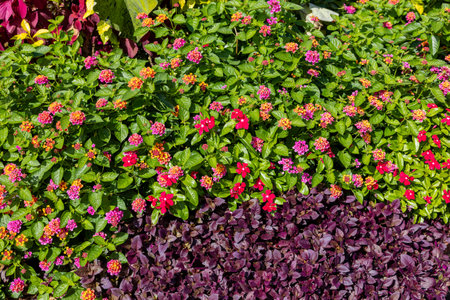 Lantana flowers blooming in abundance in the garden.の写真素材