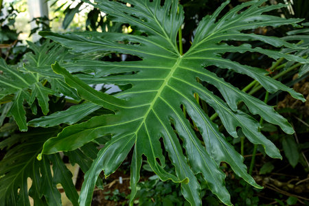 Leaves of tropical plant philodendron selloum.の写真素材