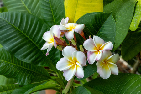 Plumeria flowers are a tropical plant with a very pleasant scent.の写真素材