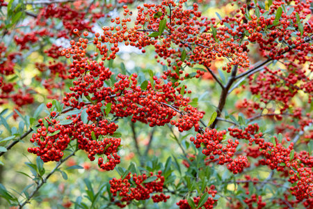 Red seeds of pyracantha coccinea in autumn.の写真素材