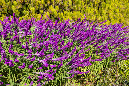Salvia leucantha flowers in the garden blooming in autumn.の写真素材