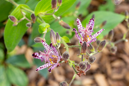 Toad lily flowers blooming in the autumn garden.の写真素材