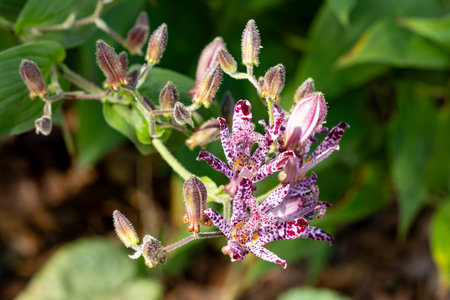 Toad lily flowers blooming in the autumn garden.の写真素材