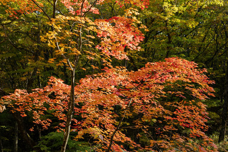 Yunomaru Plateau - Autumn leaves of maple trees.の写真素材