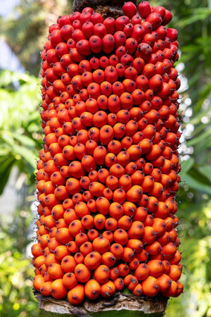 Beautiful red seeds of the tropical plant amorphophallus titanum.の写真素材