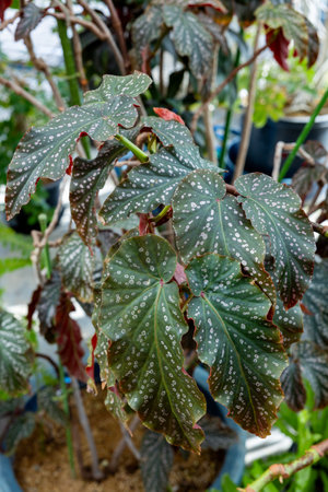 Variegated leaves of Begonia rubra plant in pots.の写真素材
