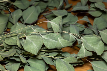 Neat and nice dry leaf with a natural texture.の写真素材