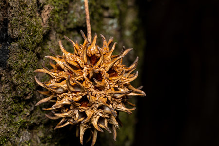 Close-up of American lizard seeds in the forest.