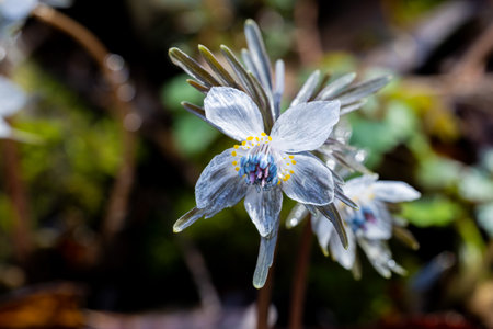 Eranthis pinnatifida grass that looks wet and glassy from the early spring morning dew.