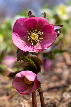 Pink hellebore flowers blooming in early spring garden.の写真素材